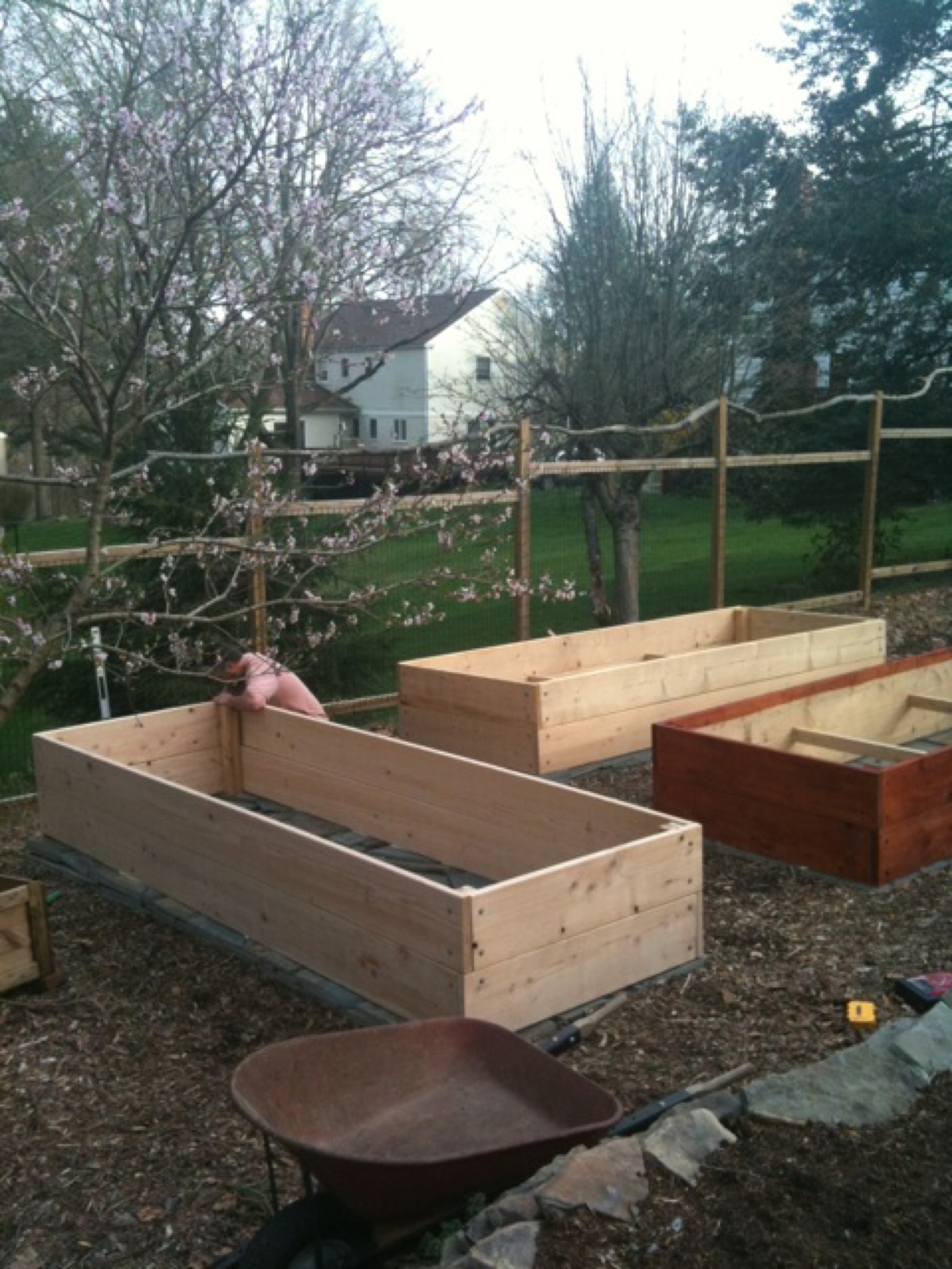 Raised Beds. The start of an urban homestead.