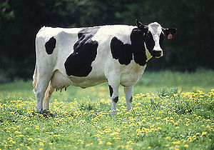 A Frisian Holstein cow in the Netherlands: Int...