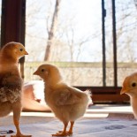 Spending time with the chicks