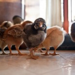 Cheep! Cheep!